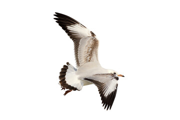 Beautiful seagull flying isolated on transparent background.