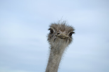 ostrich head close up