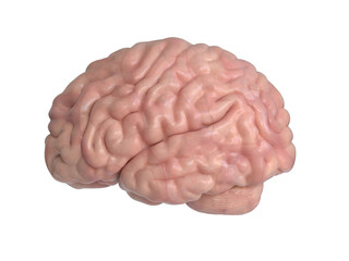 Human brain on white background 3d illustration