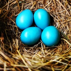 Fototapeta na wymiar nest with eggs