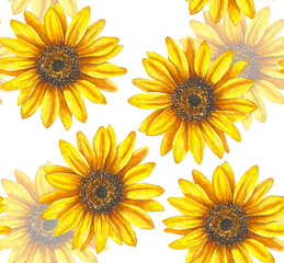 Watercolor illustration of sunflowers. Sunflower pattern.