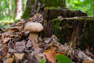 Single Boletus mushroom in the wild. Porcini mushroom grows on the forest floor at autumn season..