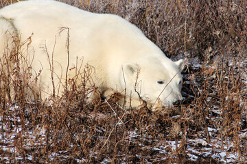 Polar bear at rest on the tundra awaiting the freezing over of Hudson Bay, Manitoba, Canada