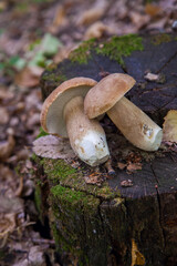Several boletus mushroom in the wild. Porcini mushroom (Boletus aereus) on old fungy hemp in forest at autumn season..