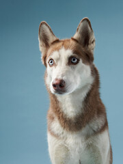 husky on a blue background. Beautiful dog in the studio