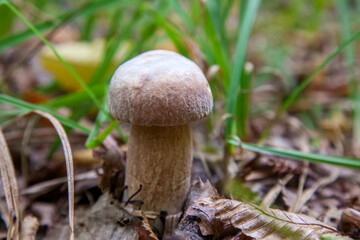 Boletus mushroom in the wild. Porcini mushroom grows on the forest floor at autumn season..
