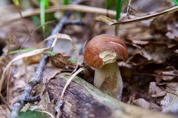 Fototapeta premium Boletus mushroom in the wild. Porcini mushroom grows on the forest floor at autumn season..