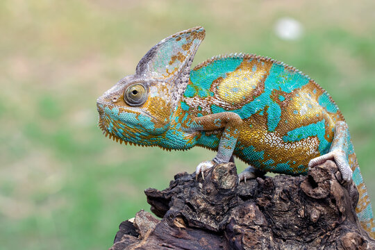 High Pied veiled chameleon on wood