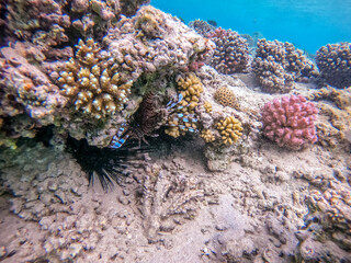 Close up view of Devil firefish or common lionfish (Pterois miles) at coral reef..