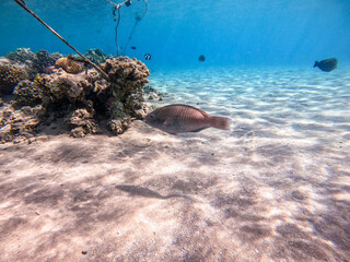 Fototapeta premium Close up view of Hipposcarus longiceps or Longnose Parrotfish (Hipposcarus Harid) at coral reef..