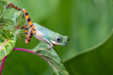 Phyllomedusa hypochondrialis climbing on green leaves