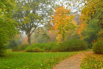 Autumn landscape. Foggy autumn park alley. Trees with colorful leaves.	