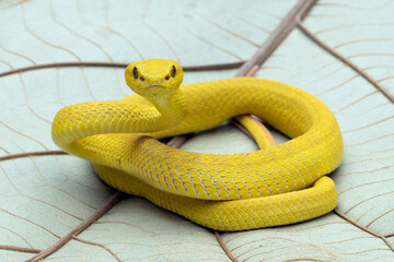 The Yellow White-lipped Pit Viper (Trimeresurus insularis) closeup on dry leaves, Yellow White-lipped Pit Viper closeup
