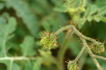 Sticky nightshade fruit