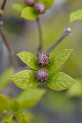 Carolina allspice flower buds 