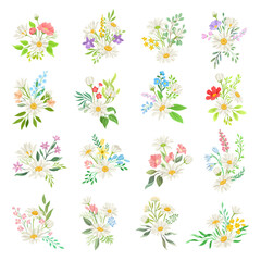 Daisy Flowers and Meadow Flora Compositions Big Vector Set