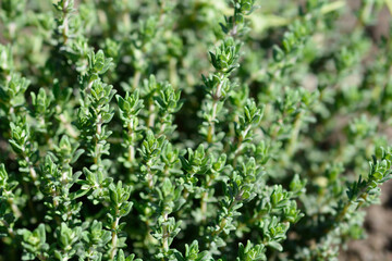 Faustini thyme green leaves