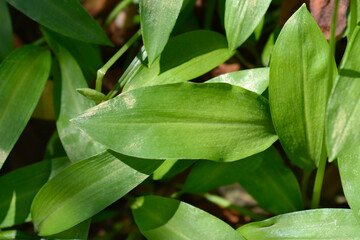 Wild garlic green leaves