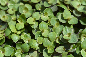 Creeping inchplant green leaves