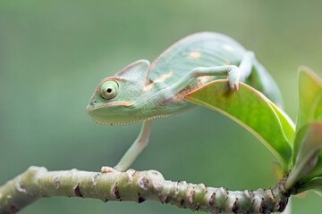 Baby chameleon veiled on branch, Baby veiled chameleon closeup on green leaves