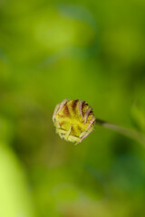 Sneezeweed Tom flower bud