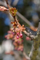 Japanese flowering cherry Kanzan branch with flower buds