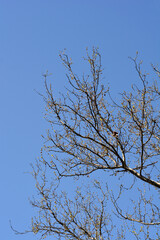 London plane branches against blue sky