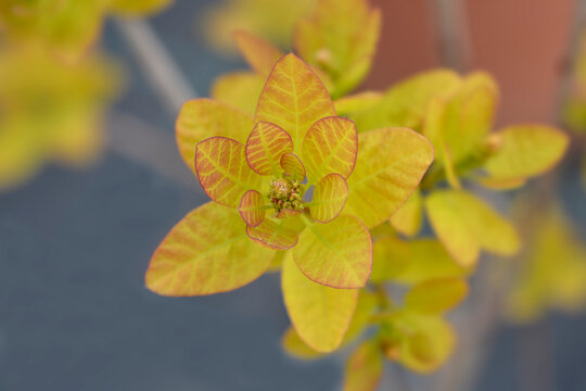 Smoke tree Golden Spirit branch with leaves