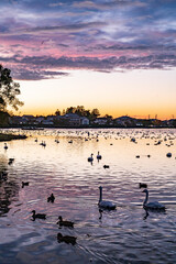 新潟　夕暮れ時の瓢湖