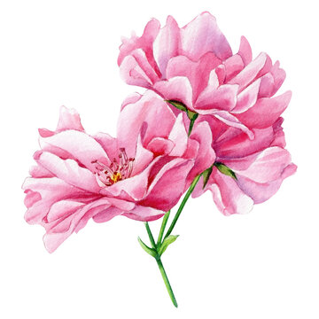 Pink flower. Sakura bloom on a white background, watercolor botanical painting, hand drawing 