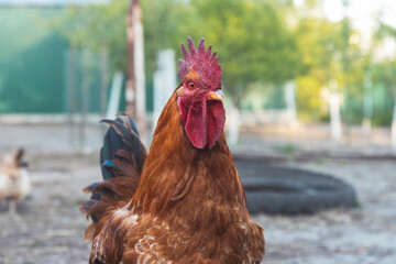 beautiful red rooster looking at the camera