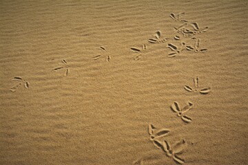 ślady na piasku
