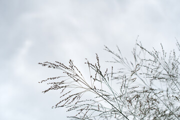 Pampas grass. Reed. Abstract natural background.	
