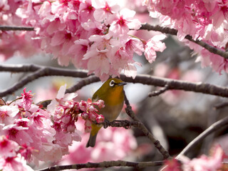 Cherry Blossoms and bird