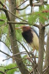 Close-up of a standing pond heron