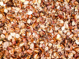Autumn leaves as nature background.
