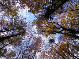 Autumn trees against blue sky.