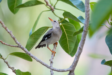 Close-up of red-billed starling (Spodiopsar sericeus) sitting on a branch