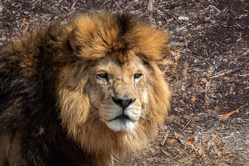 Lion (Panthera leo), male, portrait
