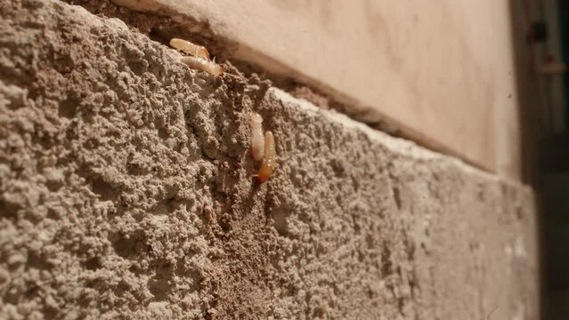 A couple of termites climbing to a  termite colony in the walls of a garage in a home shot on a Super Macro lens almost National Geographic style.