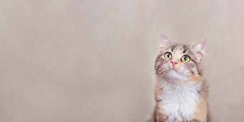 Portrait of a Cat on a light yellow background. Place for text. Cat looking at the camera. Kitten with big green eyes close-up. Pet. Beautiful Kitten. Animal background. Web banner with copy space
