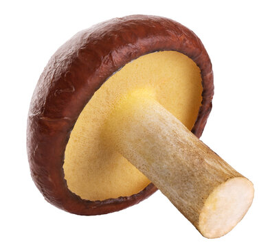Suillus luteus mushroom isolated on white background. With clipping path.