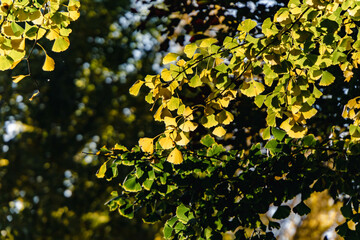 yellow autumn leaves in a park in Tokyo