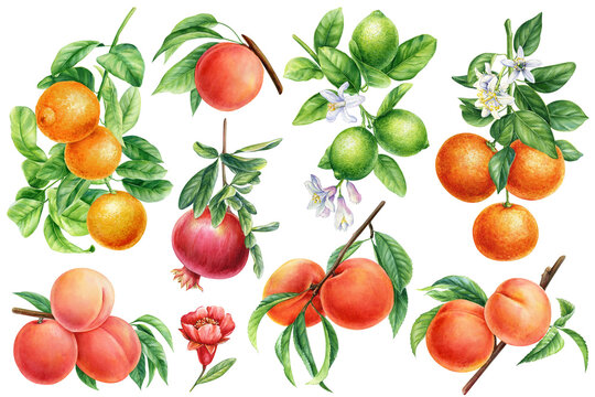 Orange, peach, lime, pomegranate with leaves and flowers. Fruit food on isolated background, watercolor botanical 