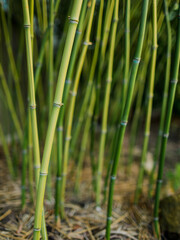 Green stems of bamboo in subtropical home garden