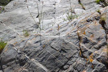 a few plants growing on dark rocks at Pulo do Lobo, Mértola, district of Beja, Alentejo, Portugal