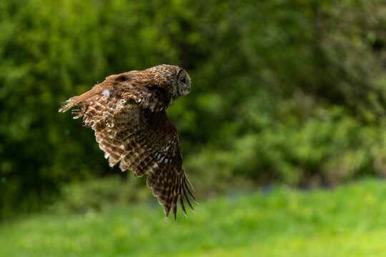 Tawny Owl (Strix aluco) a woodland hunter bird of prey swooping with its wings in flight commonly known as the brown owl, stock photo image