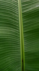 banana leaves have a natural texture
