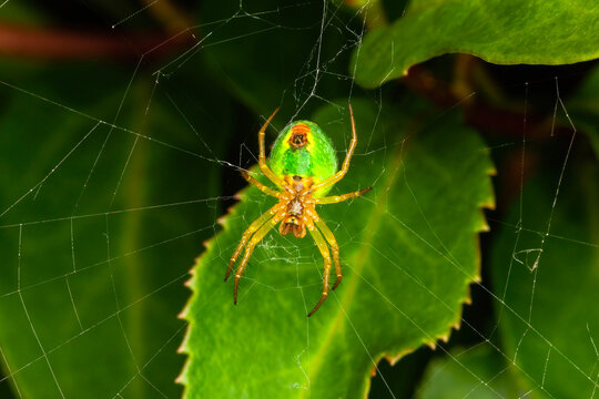 Cucumber green spider (araniella cucurbitina) in spring which is a common garden green orb spider which catches its fly insect prey by building a silk web, stock photo image