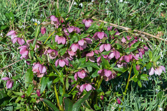Helleborus orientalis (hellebore) a winter spring flowering plant with a pink purple wintertime flower commonly known as Lenten rose, stock photo image